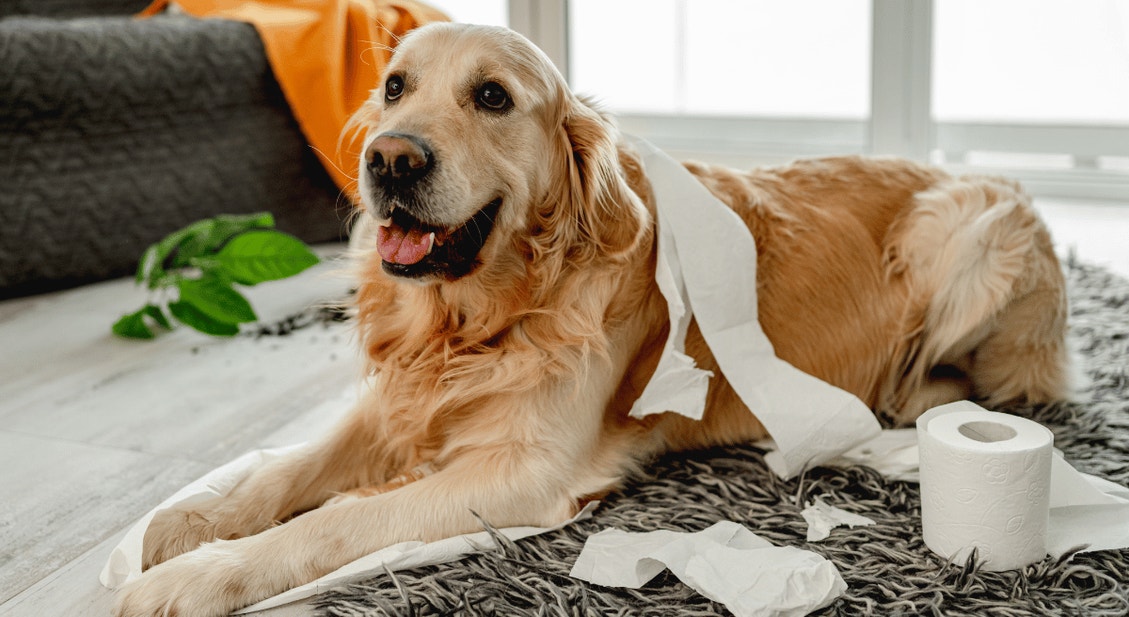View of Understanding Gastrointestinal Issues in Dogs | IAMS™